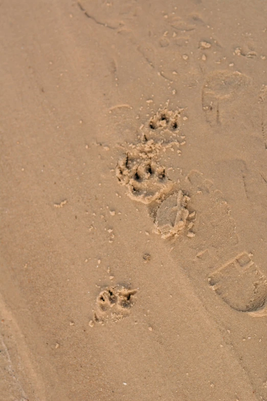some dogs tracks left in the sand in front of them