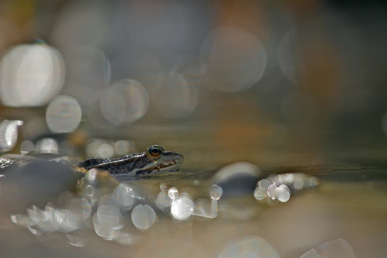 a small frog is floating on top of the water