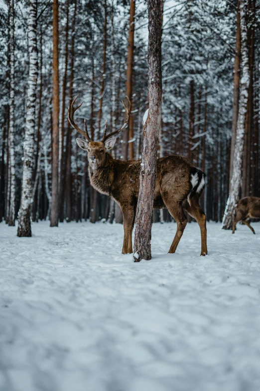 two deer standing in the snow next to some trees