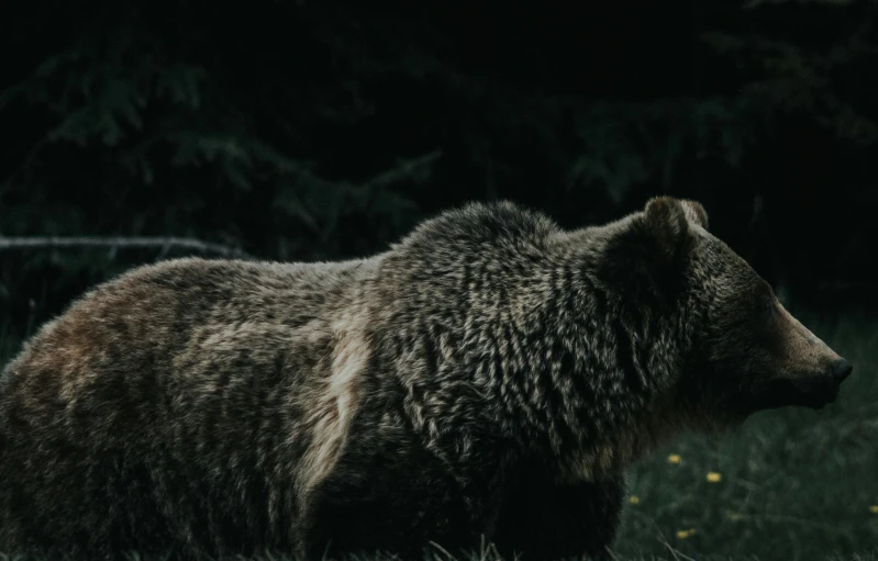 an image of a brown bear that is walking in the dark