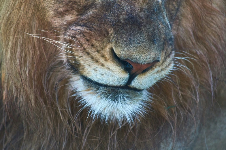 the face of a large male lion is shown