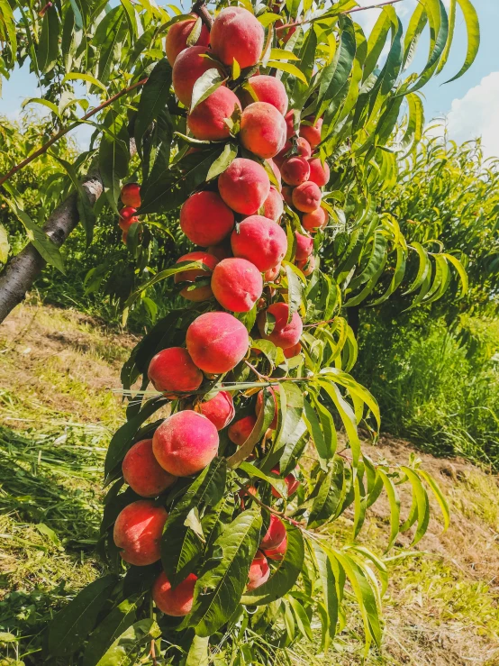 a tree filled with lots of ripe fruit sitting in the grass