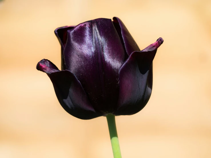 the dark purple tulip is blooming with its head extended