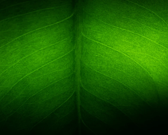 the top view of a leaf's structure