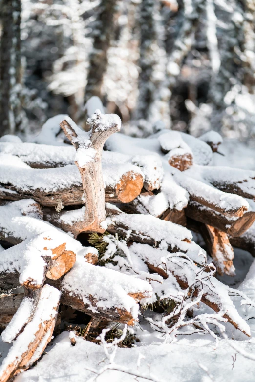 a group of logs covered with snow on a forest floor