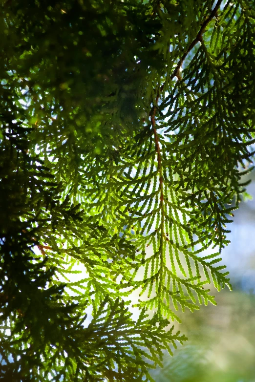 close up of a pine nch with sun rays shining on it