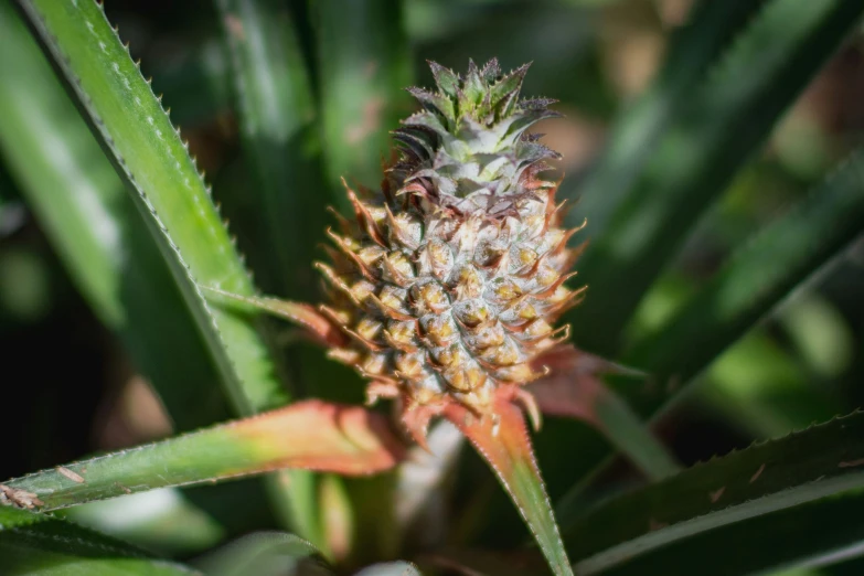 a pineapple fruit still in it's native life