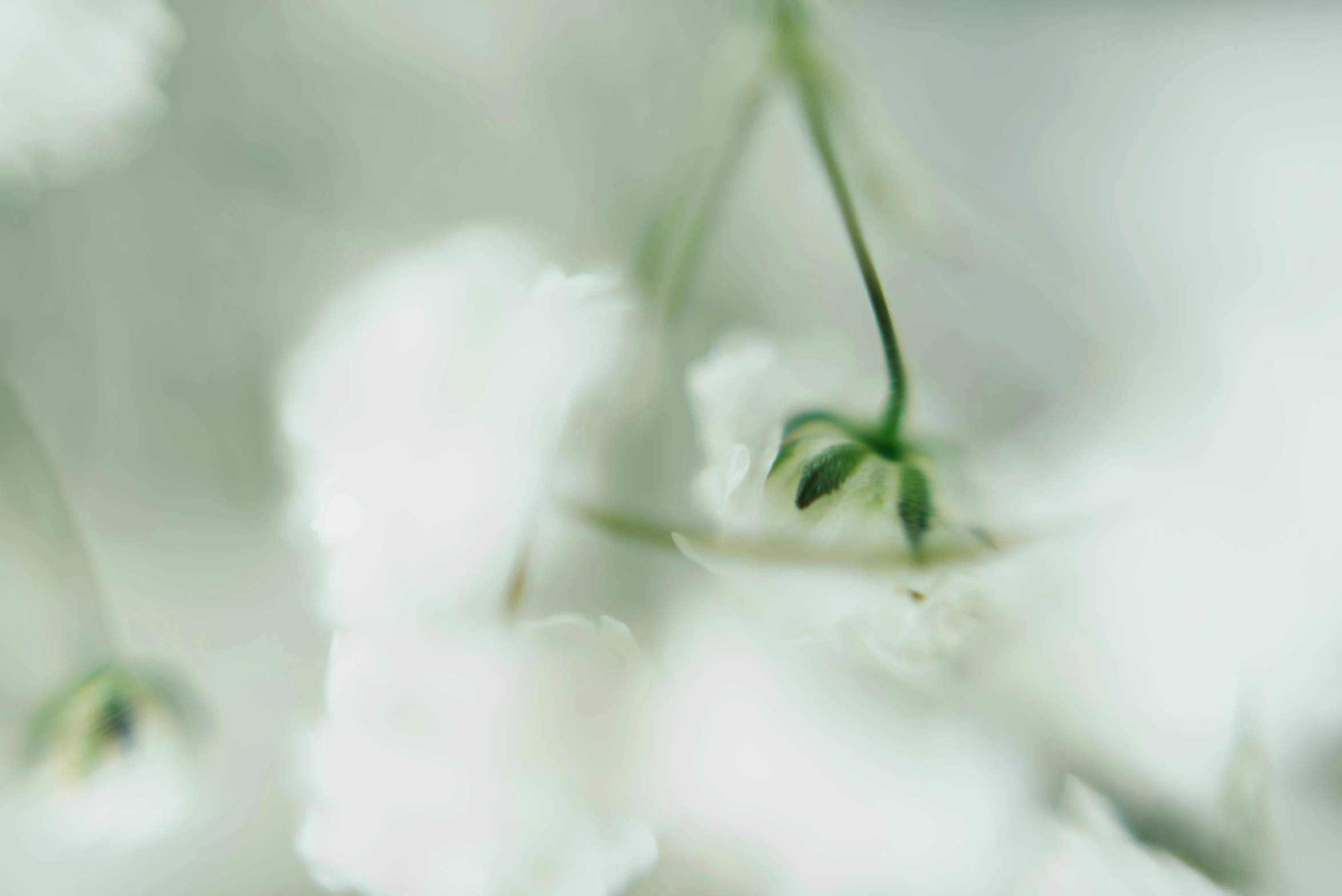 blurry pograph of white flowers closeup, with only one flower still