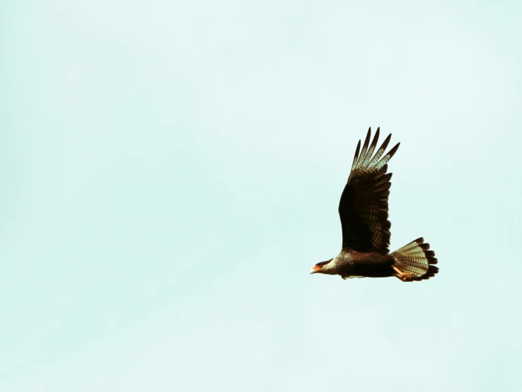 a flying bird is shown in the sky