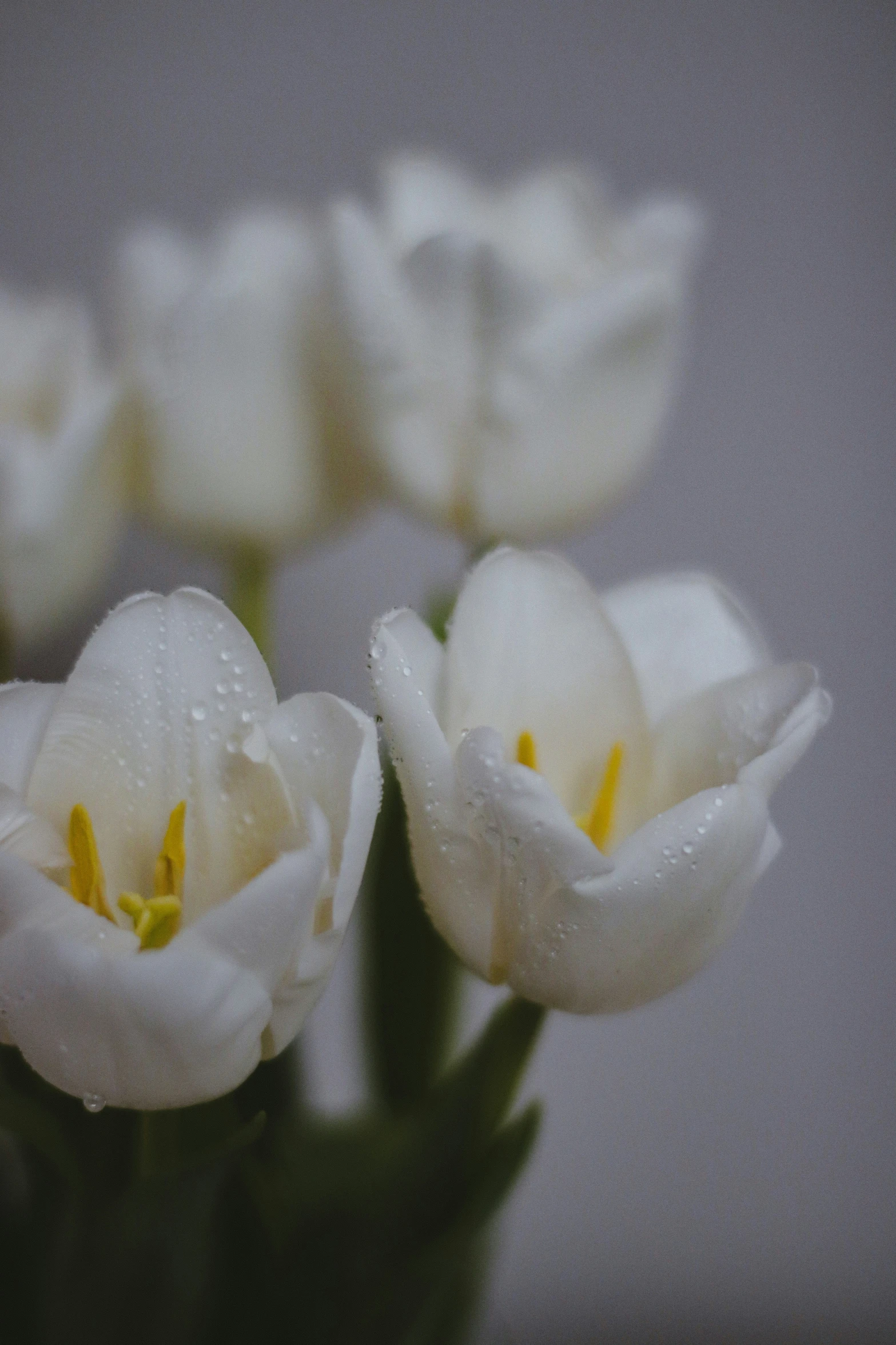 some white tulips in a glass vase on a table