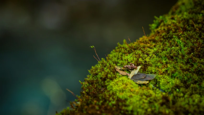 an image of moss on the side of a tree