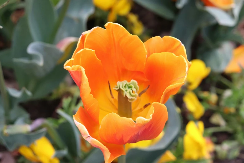 an orange flower is in the middle of a green and yellow plant