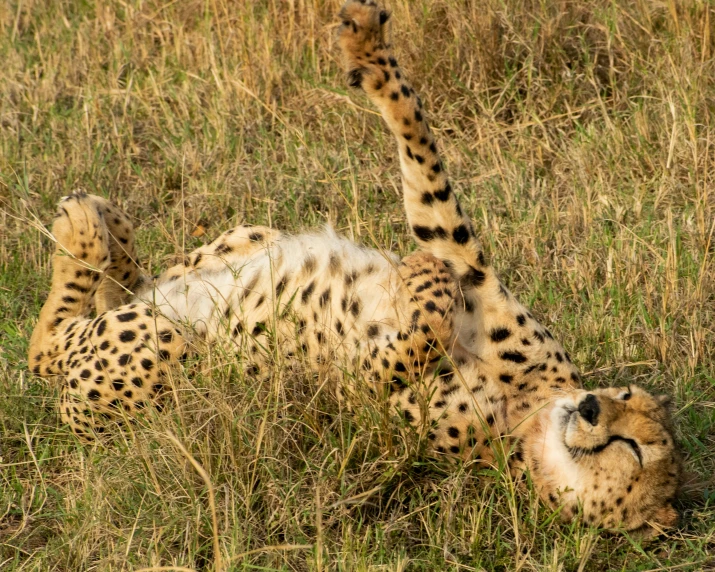 a spotted cheetah is rolling on its back while in the grass