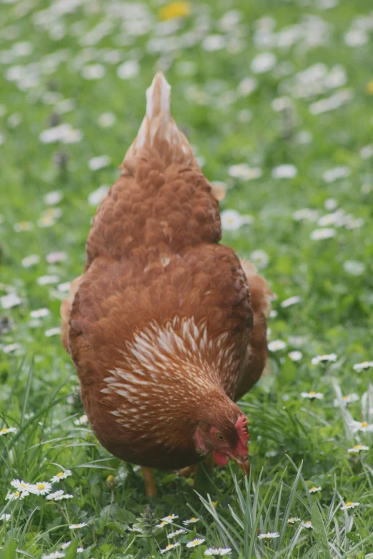 a brown chicken standing on top of a field