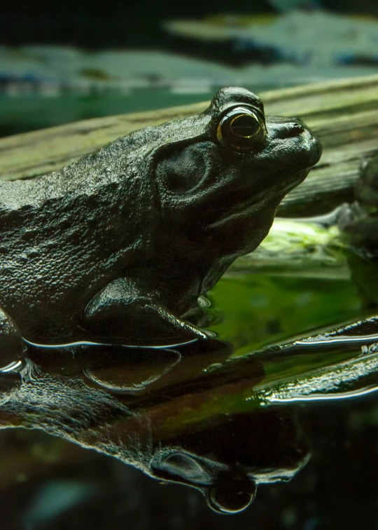 a close up image of a frog on the water