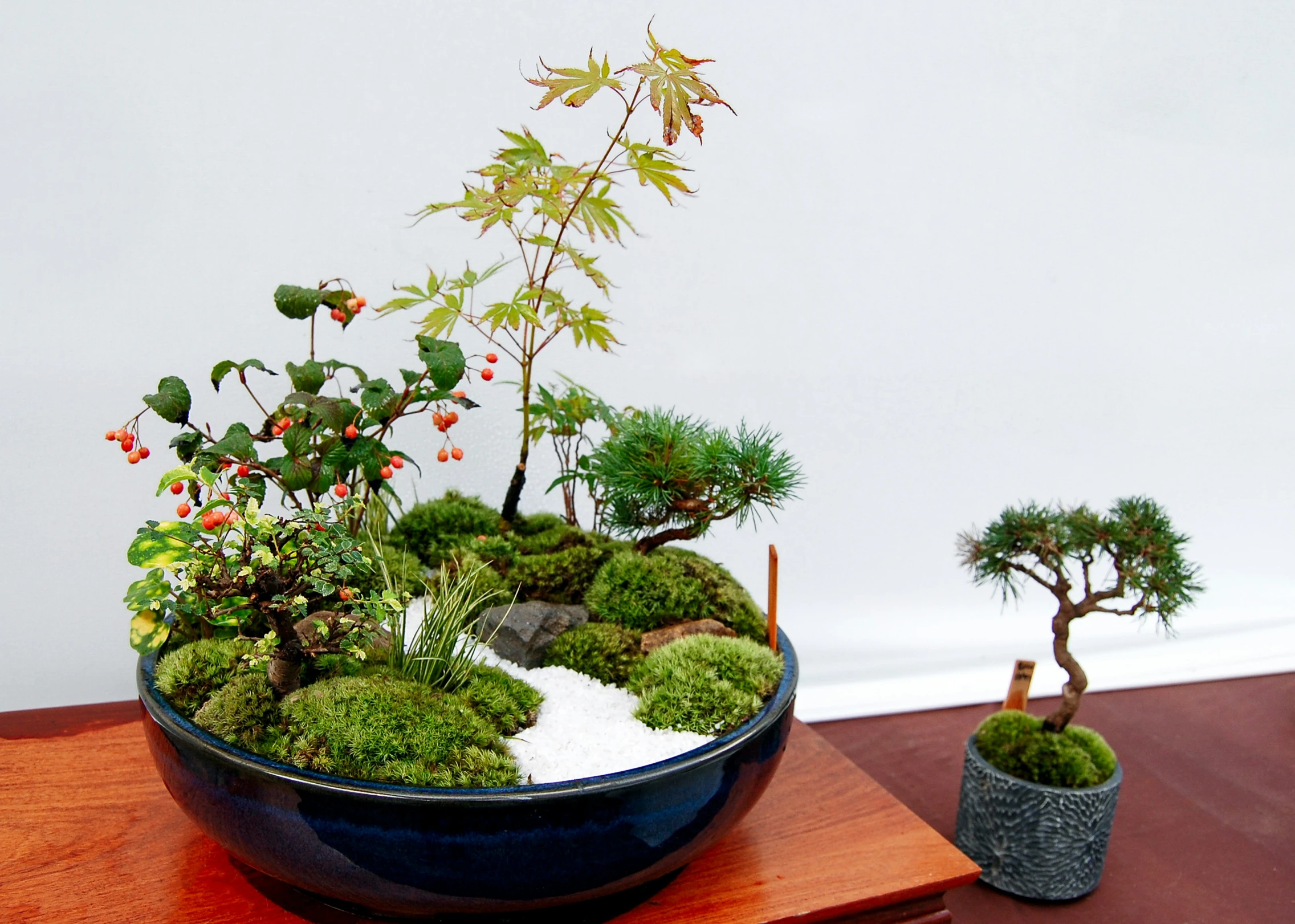 bonsai is displayed in a bowl and potted trees are also part of the small display