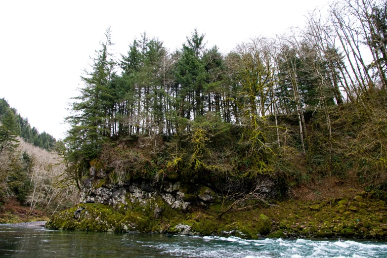 a forest and stream seen from the side