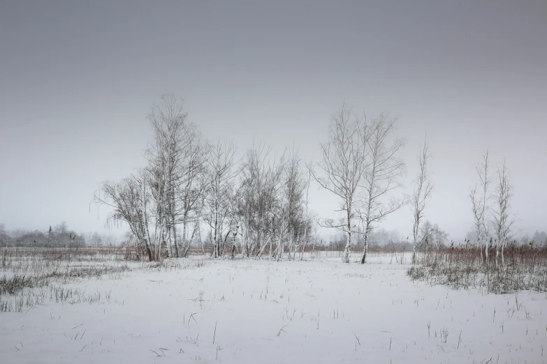 a bunch of snow covered trees in the middle of winter