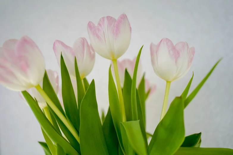 a bouquet of tulips with green stems in a vase