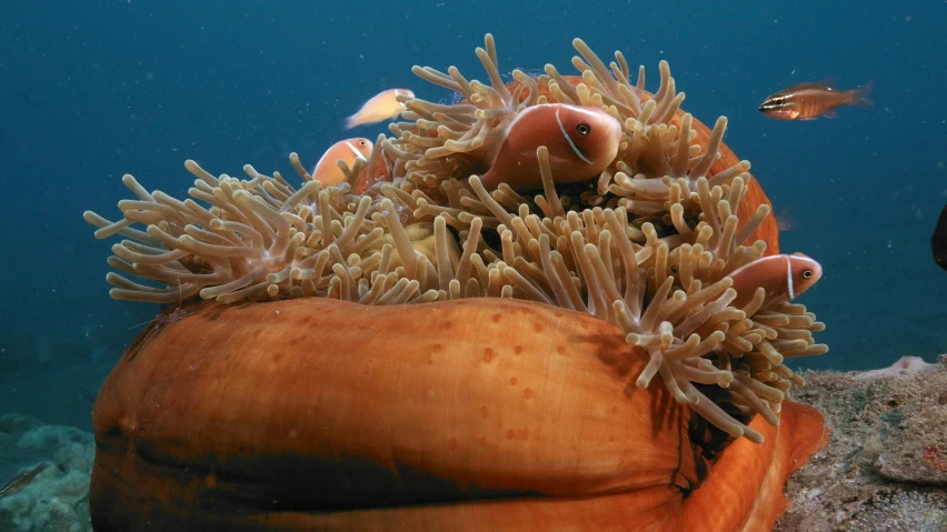 an underwater image of sea animals hiding among the coral