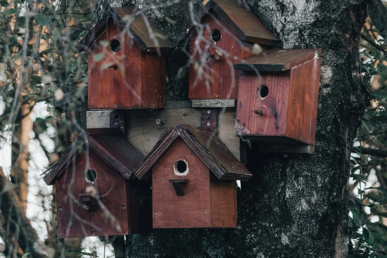 four different bird houses are seen stuck in the side of a tree