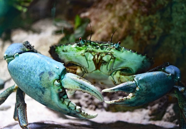 two crabs standing next to each other on top of sand