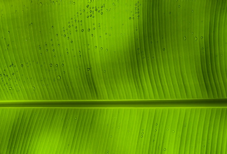 green banana leaf with rain drops on it