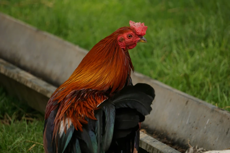 a rooster with long red feathers standing near some grass