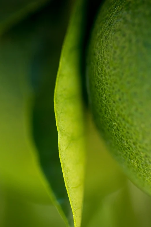 a closeup s of the green leaves on the tree