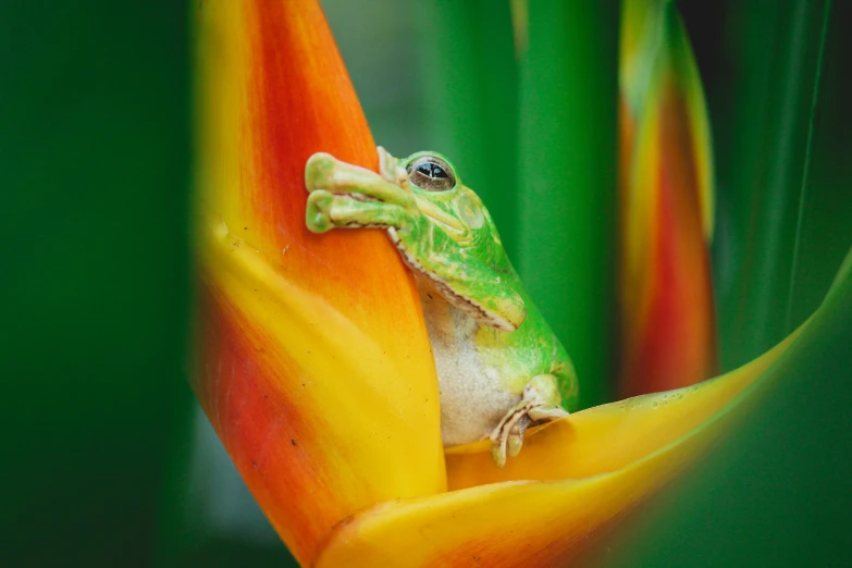 a small green frog sitting on top of a yellow and red flower