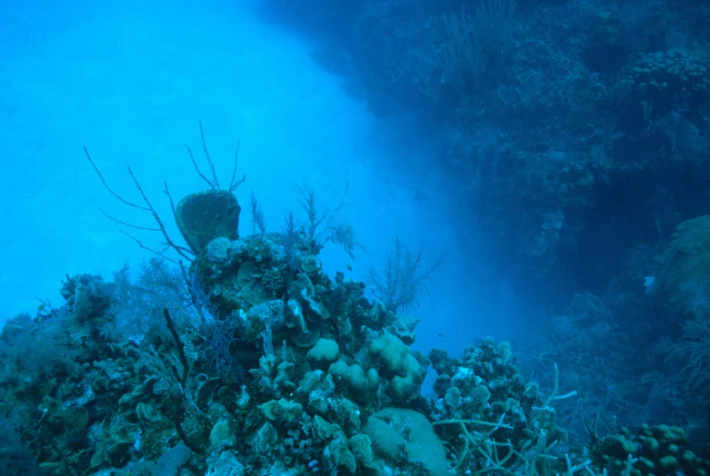 an underwater view of some corals and algae