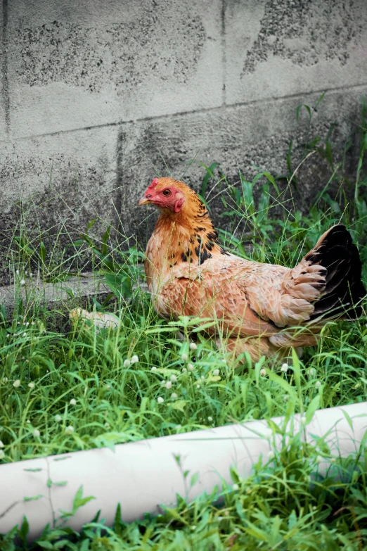 a rooster sitting in tall grass in front of a building
