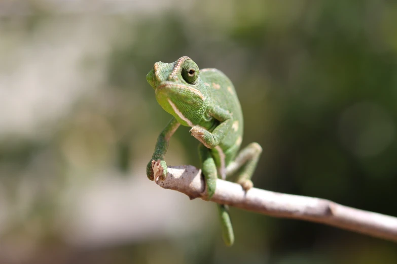 a green chamelon standing on a tree nch