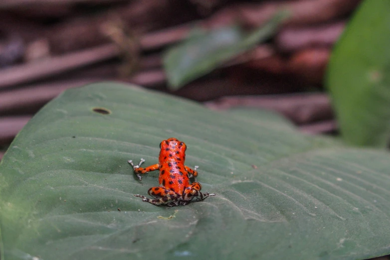 a small colorful frog sitting on top of a leaf