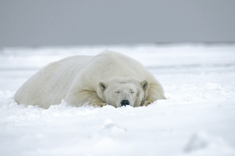 an image of a polar bear lying down in the snow