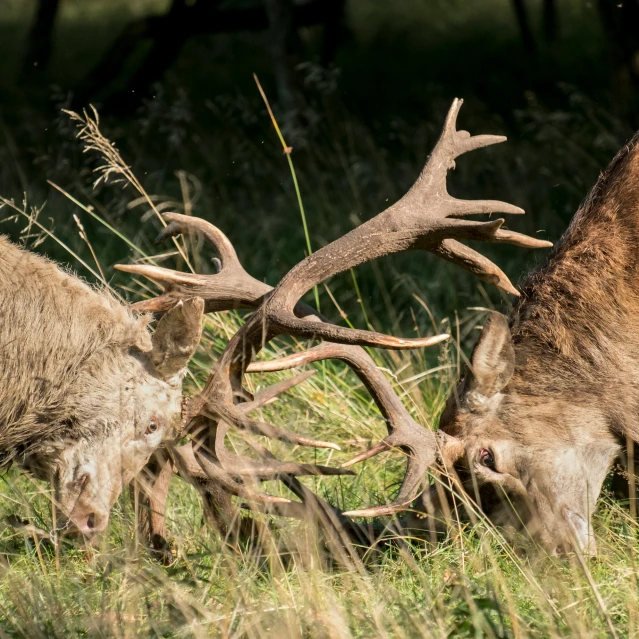 a large antelope grazing on some grass