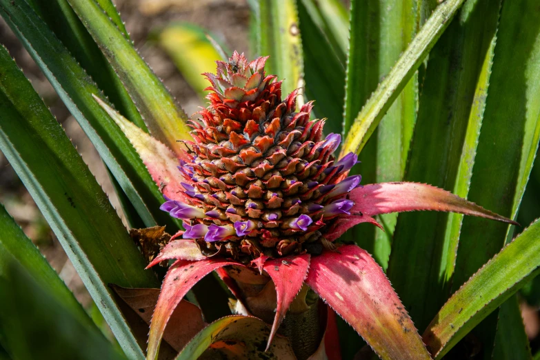 a colorful flower and large leafy plant in the sun