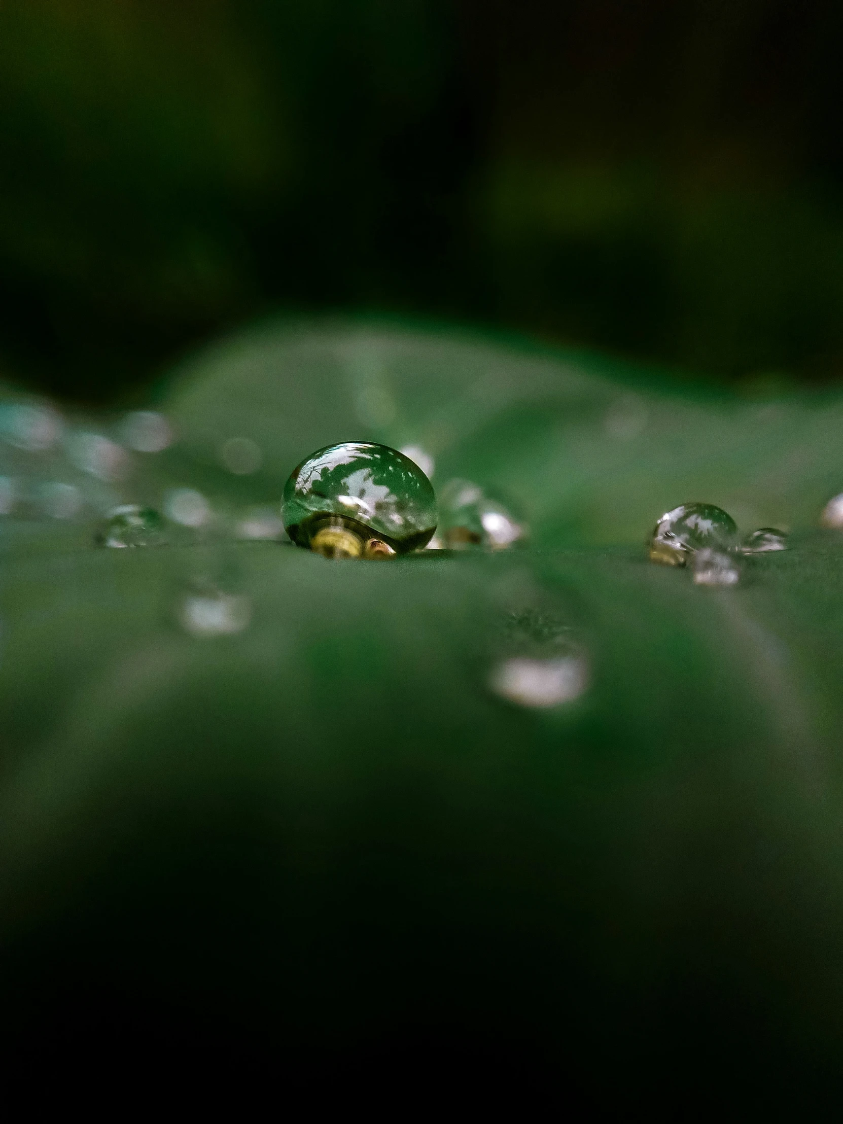 a close up view of a drop of water on a plant