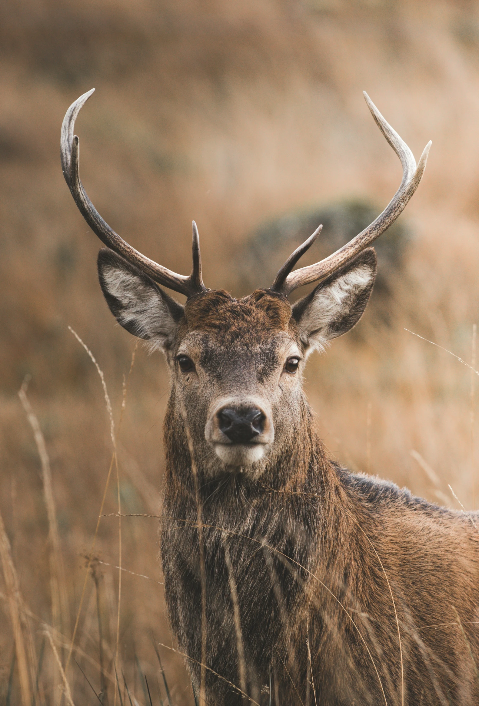 a deer with horns on some brown grass