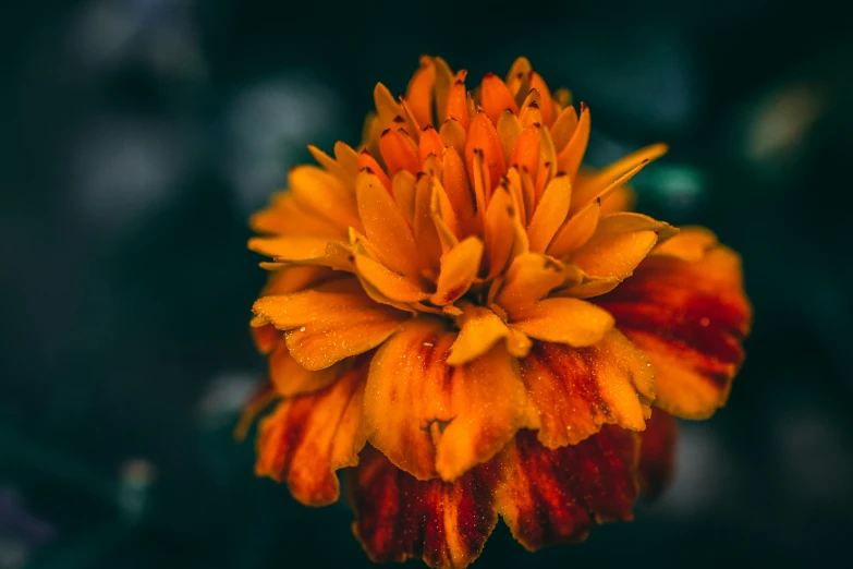 a close up of the petals on an orange flower