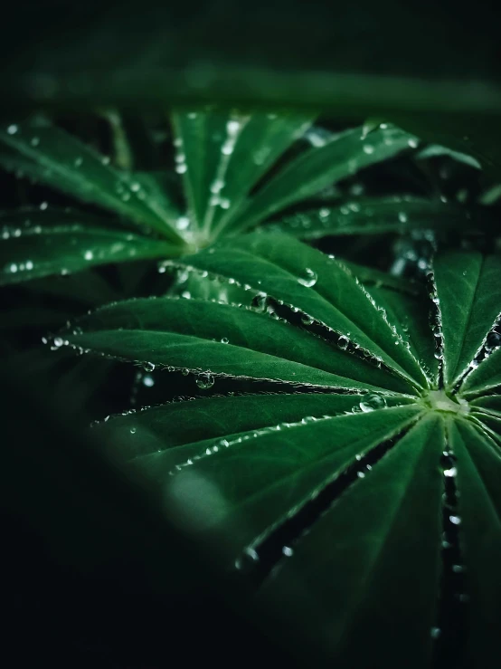 green leaf with drops of water on it