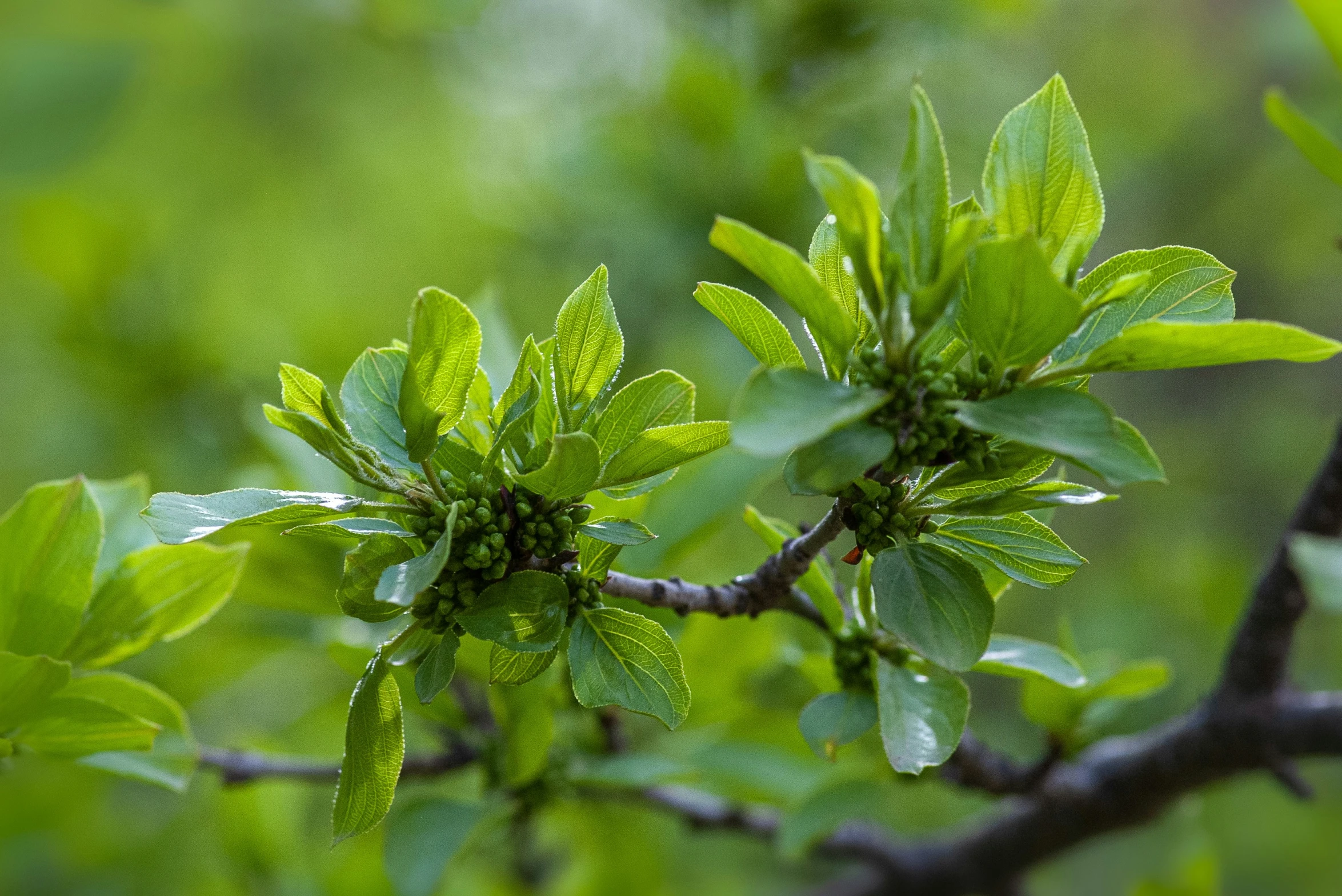 a nch with leaves and green blurry background