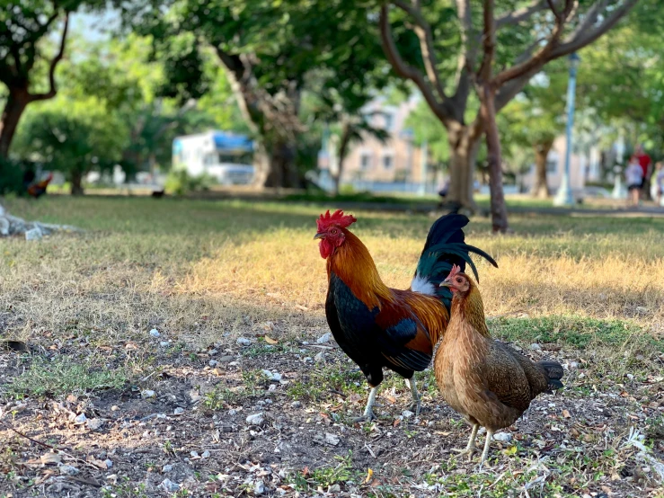 a couple of chickens walk across the ground