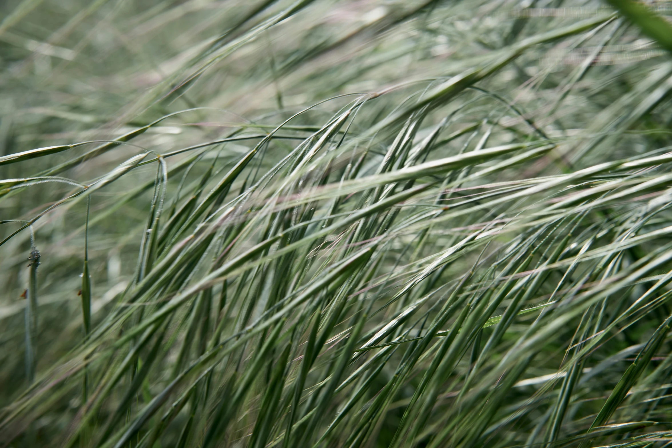 some green grass and some brown and white flowers