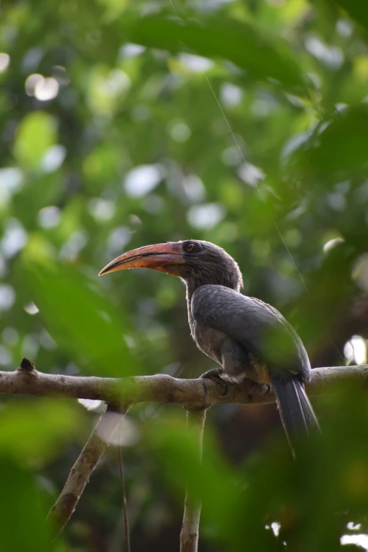 a bird sitting on top of a tree nch