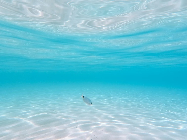 a fish is under the water and above the ocean