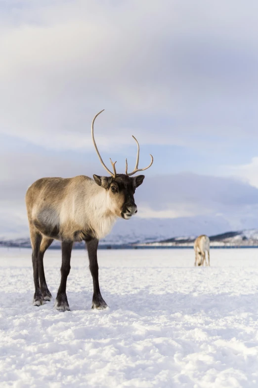 this is an image of a reindeer in the snow