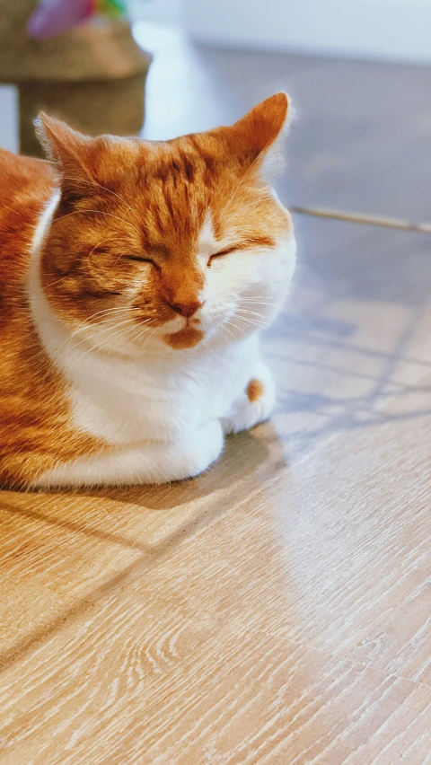 a cat sleeping on a wood floor while looking at the camera