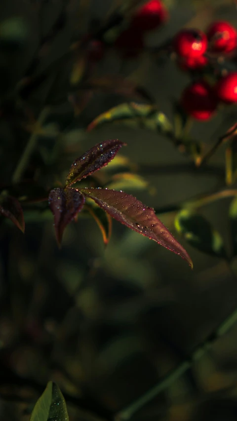 red and yellow leaves are in the rain