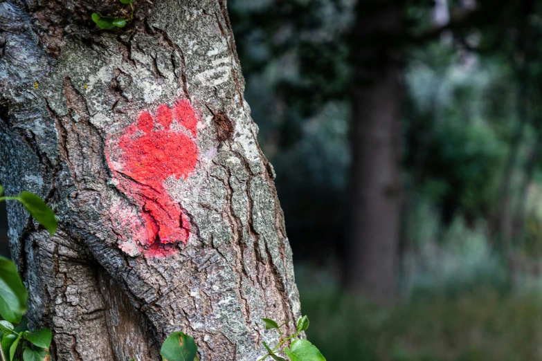 a red sticker on the bark of a tree
